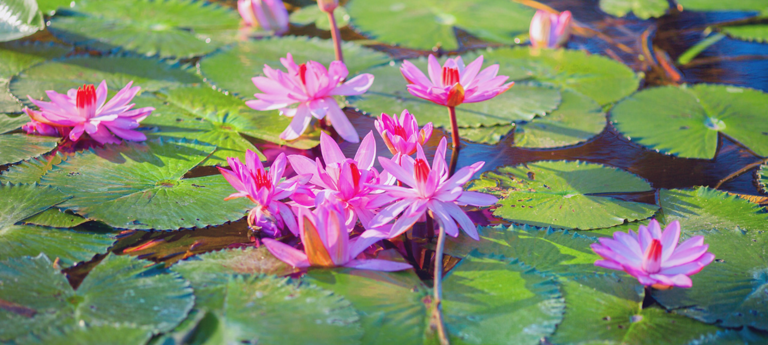 Szállodák Hévízen - Hunguest Hotels