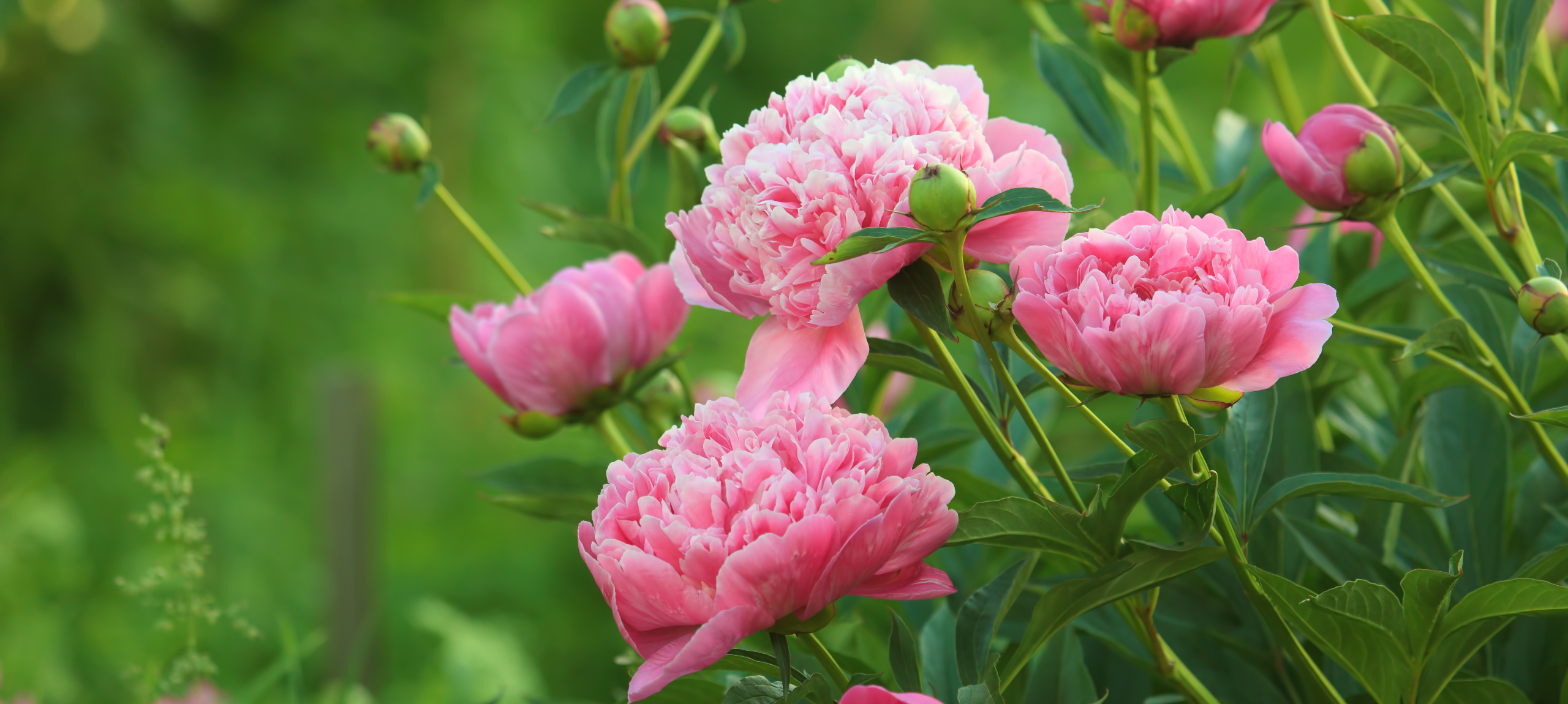 Hévíz - Hunguest Hotel Panoráma - Pünkösd a Panorámában